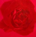 ROS-0437 Rosen - 3-lagig (rot) - SALE !